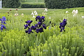 Iris x germanica, dark blue