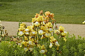 Iris x germanica, gelb-weiß