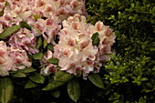 Rhododendron 'Belami'®