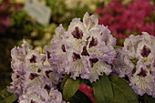 Rhododendron 'Durantik'