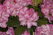 Rhododendron 'Haithabu'®