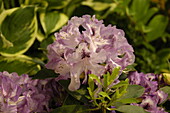 Rhododendron 'Durantik