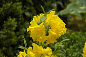 Rhododendron luteum 'Sun Chariot'