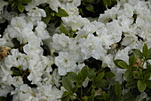 Rhododendron obtusum 'Ice Princess'®