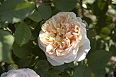 Englische Rosen