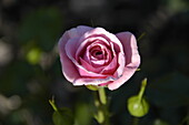 Shrub rose, pink