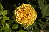 English roses, yellow