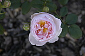 Shrub rose, pink