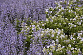 Geranium pratense 'Mrs. Kendall Clark'; Salvia nemorosa 'Tänzerin'