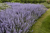 Salvia nemorosa 'Dancer'