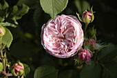 Englische Rosen, rosa