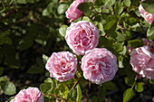 Rosa borbonica 'Martha'