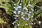 Myosotis 'Indigo' sylvatica