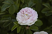 Rosa alba 'Maiden´s Blush'