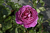 English roses, magenta