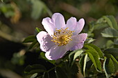 Rosa 'PiRo3