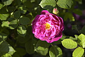 Rosa x centifolia 'Muscosa Rubra'