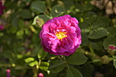 Rosa x centifolia 'Muscosa Rubra'