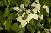 Cornus kousa chinensis 'Wieting's Select'