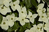 Cornus kousa