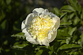 Paeonia lactiflora, creamy white