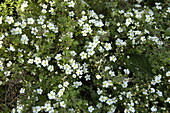 Potentilla fruticosa 'Abbotswood'