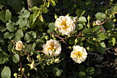 Rosa moschata 'Penelope'