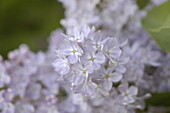 Syringa vulgaris, lilac