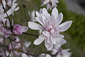 Magnolia stellata 'Rosea'