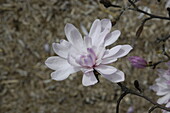 Magnolia stellata 'Rosea'