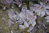 Magnolia stellata 'Chrysanthemumiflora'