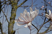 Magnolia stellata 'Rosea Jane Platt'