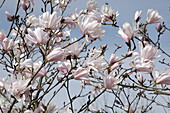 Magnolia stellata 'Rosea Jane Platt'