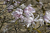 Magnolia stellata 'Dawn'