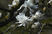 Magnolia stellata 'Royal Star'