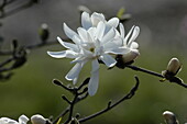 Magnolia stellata 'Royal Star'