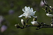 Magnolia stellata 'Royal Star'