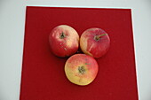 Malus domestica 'Peach-red summer apple