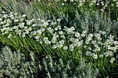 Allium tuberosum 'Knobold