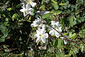 Clematis, white