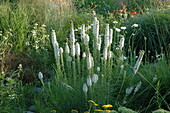 Liatris spicata, white