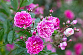 Rosa multiflora 'Taunusblümchen' (Taunus flower)