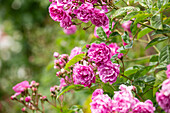 Rosa multiflora 'Taunusblümchen' (Taunus flower)