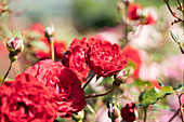 Strauchrose, rot