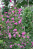 Rosa multiflora 'Taunusblümchen' (Taunus flower)