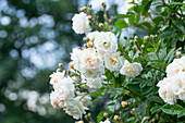 Climbing rose, white