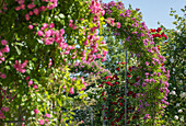 Rose arch