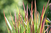 Imperata cylindrica 'Red Baron'