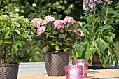 Hydrangea 'Black Diamonds'®