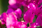 Bougainvillea